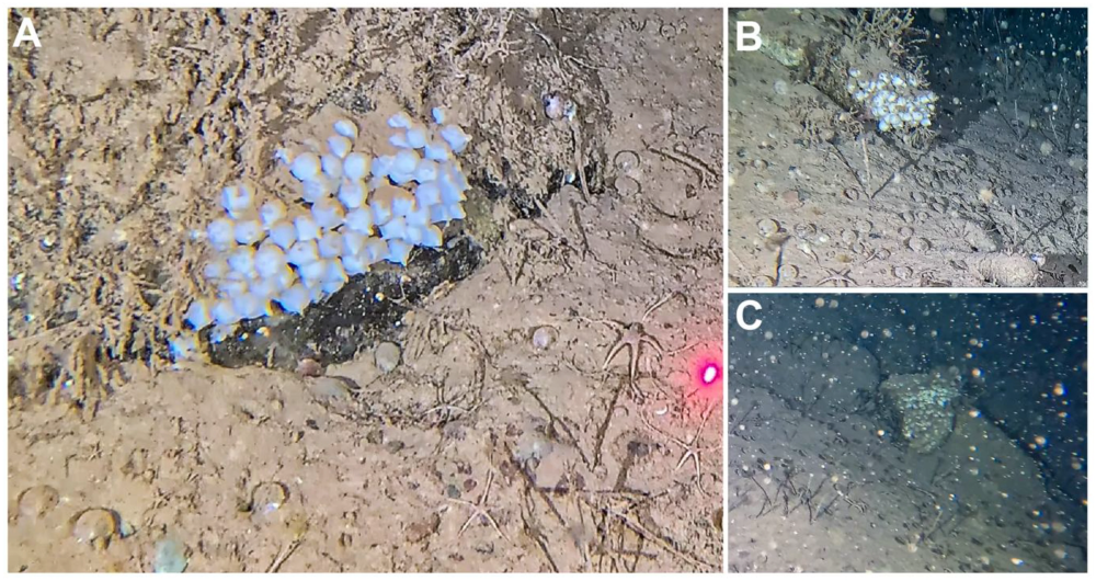 three egg clusters in the sandy substrate, the eggs appear as pearlescent white blobs three egg clusters in the sandy substrate, the eggs appear as pearlescent white blobs